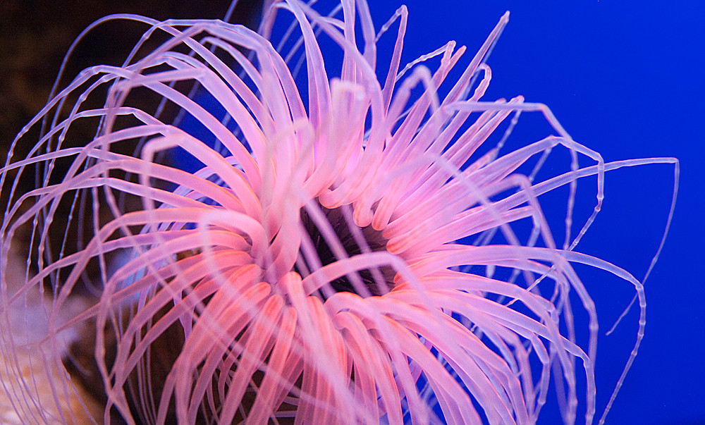 unbekannte Anemone