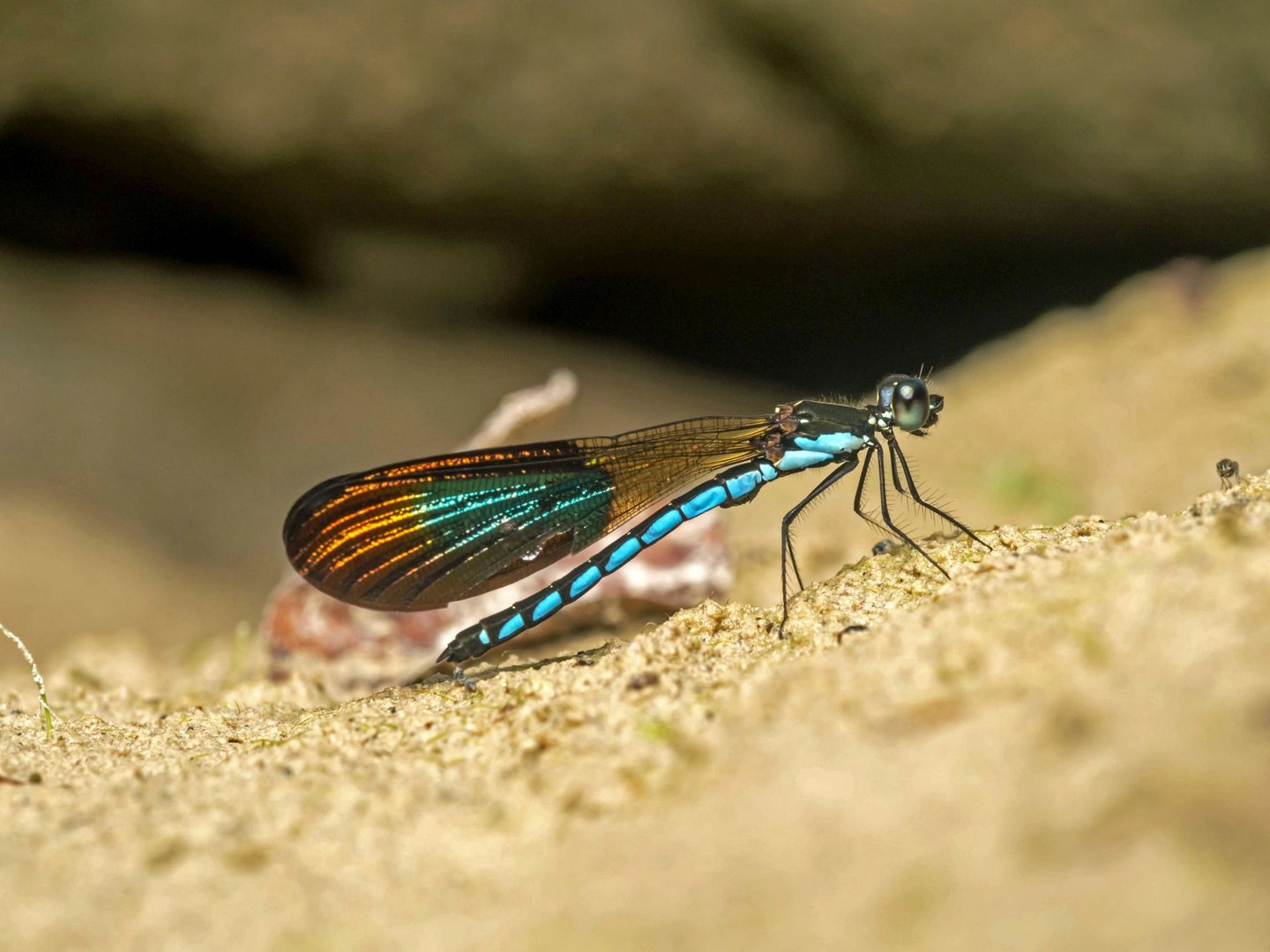 Unbekannte asiatische Libelle