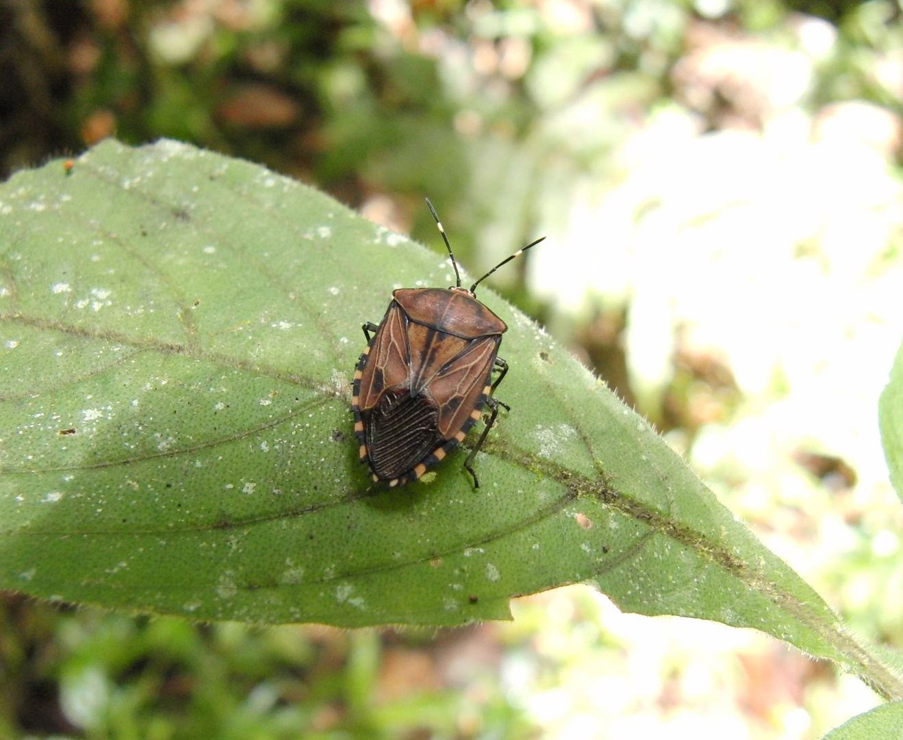 Unbekannte Baumwanze - Madagaskar