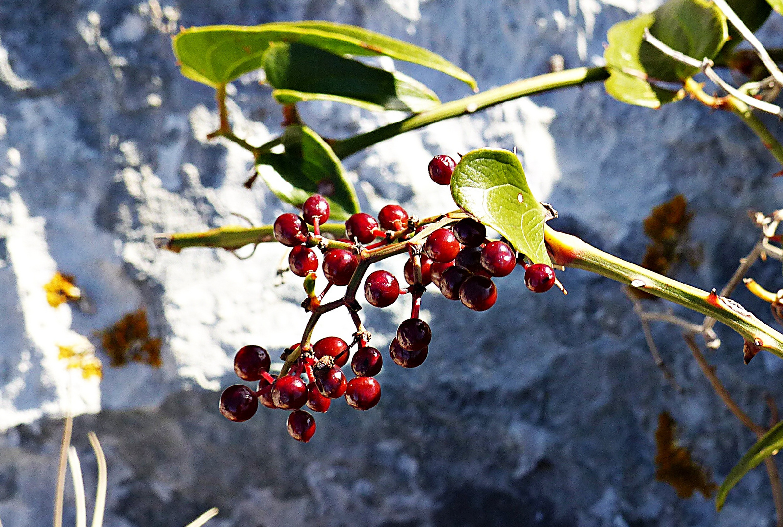 Unbekannte Beeren