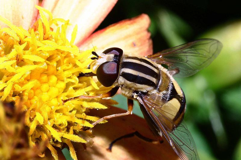 Unbekannte Bienenart