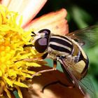 Unbekannte Bienenart