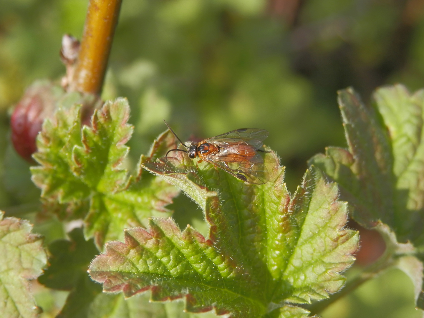 Unbekannte Blattwespe - Athalia sp. ???