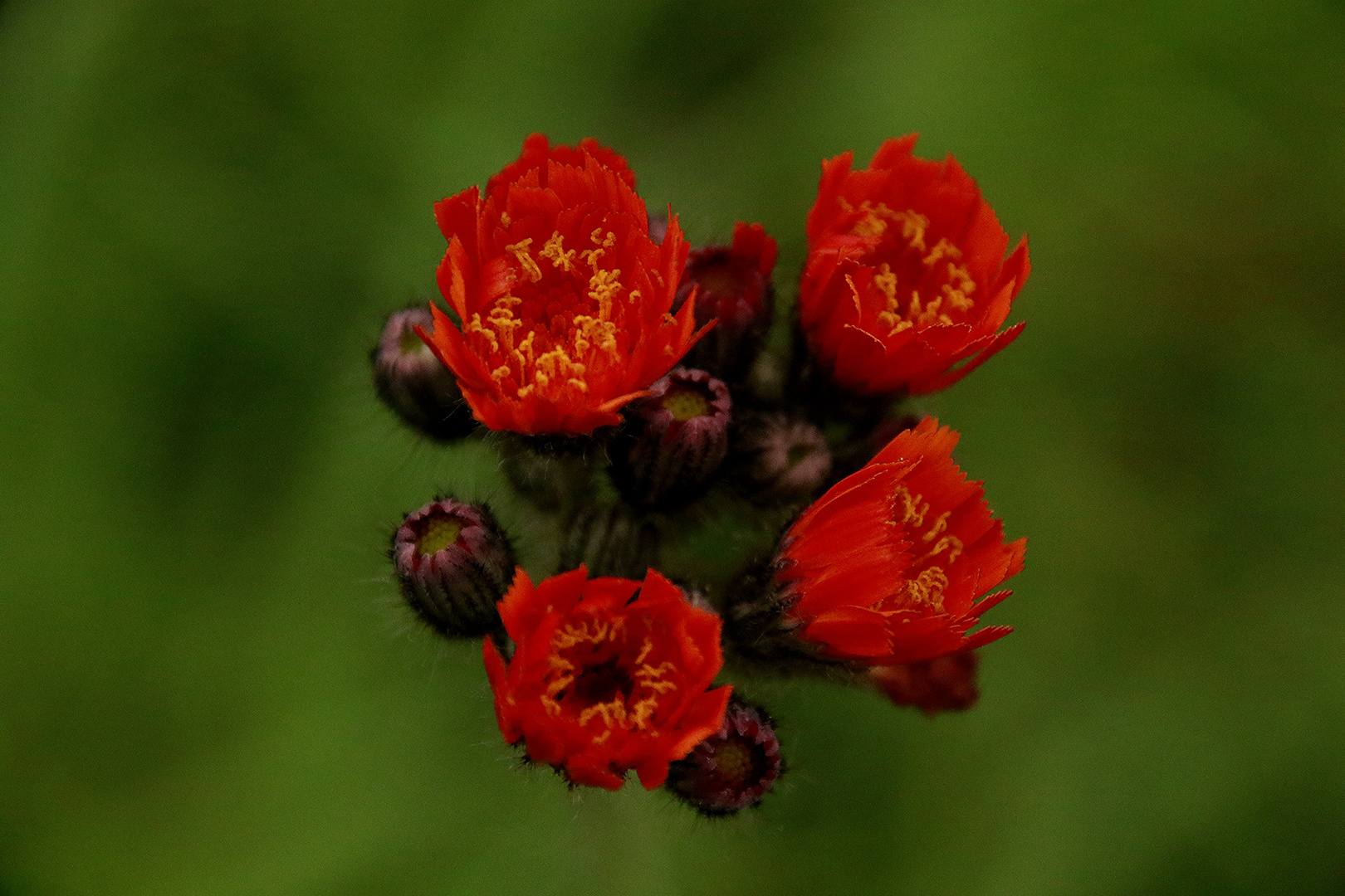 Unbekannte Blüte