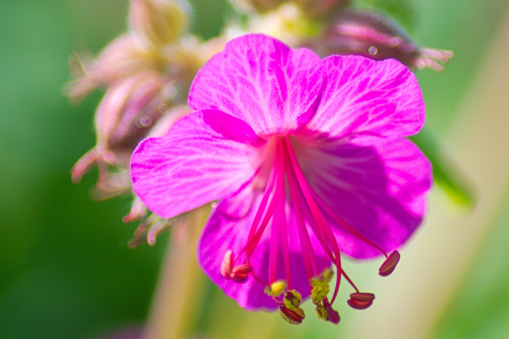 Unbekannte Blüte