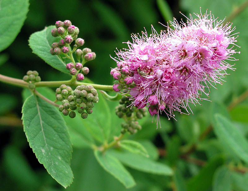 Unbekannte Blüte