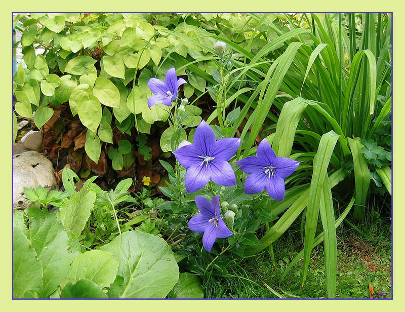 Unbekannte Blüte