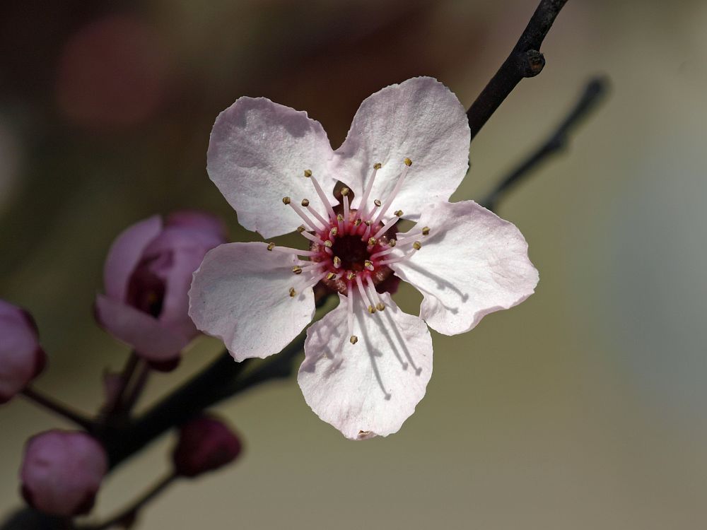 Unbekannte Blüte