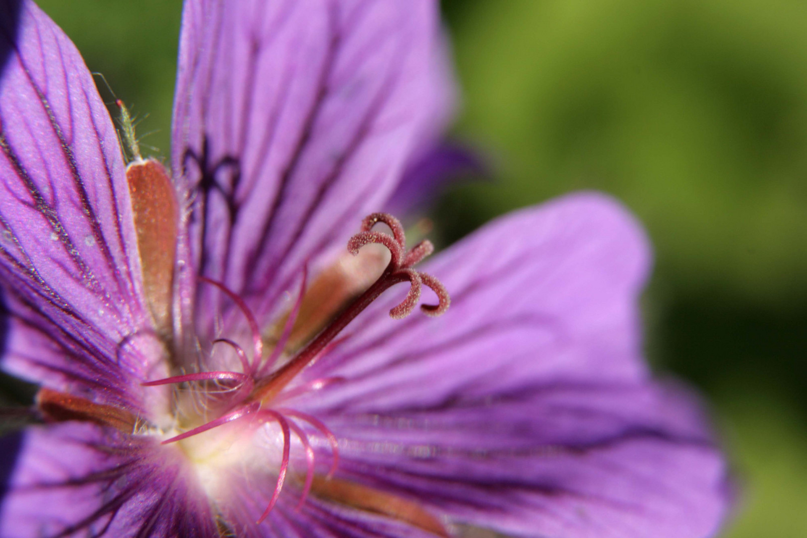 unbekannte Blüte