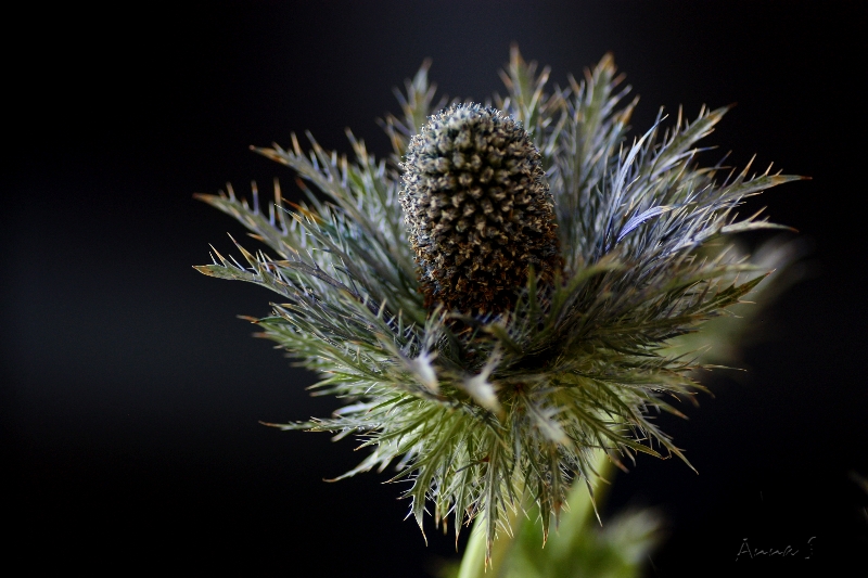 Unbekannte Blüte