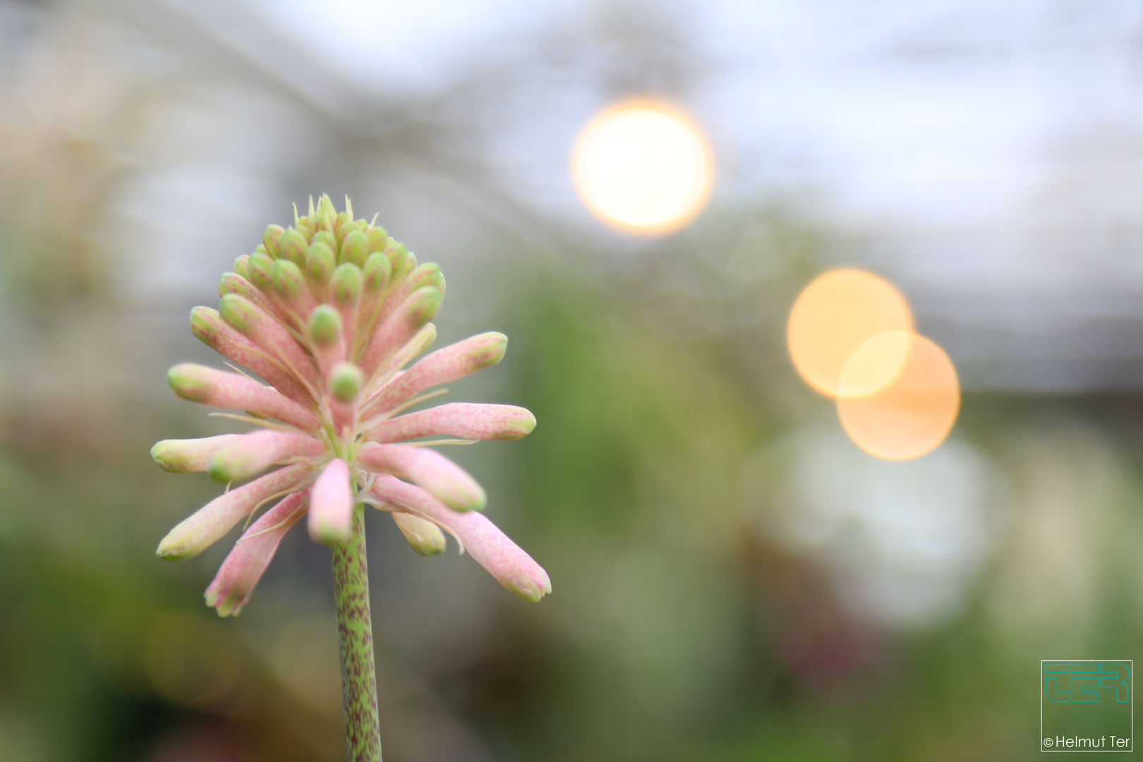 unbekannte Blüte