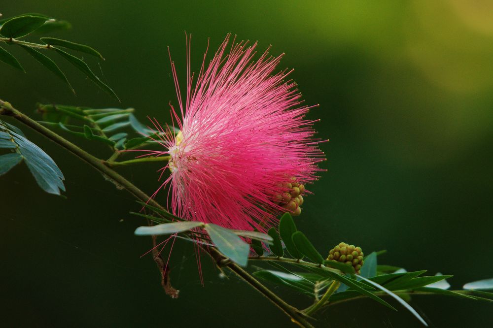 unbekannte Blüte