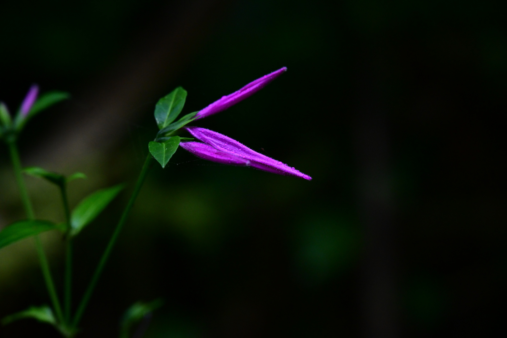 Unbekannte Blüte