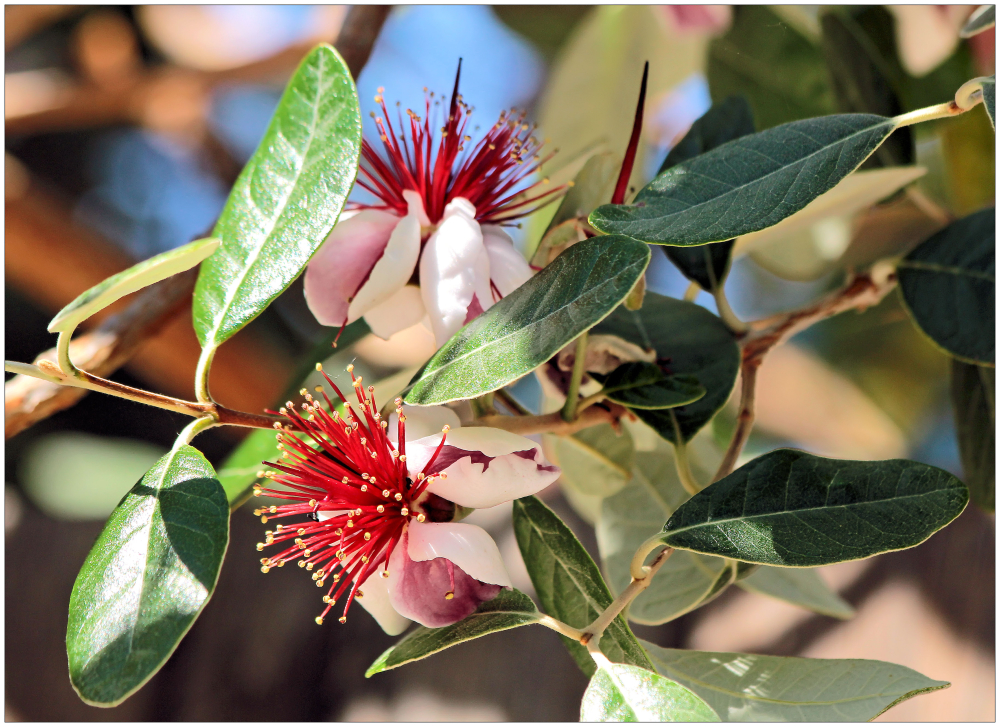 unbekannte Blüte