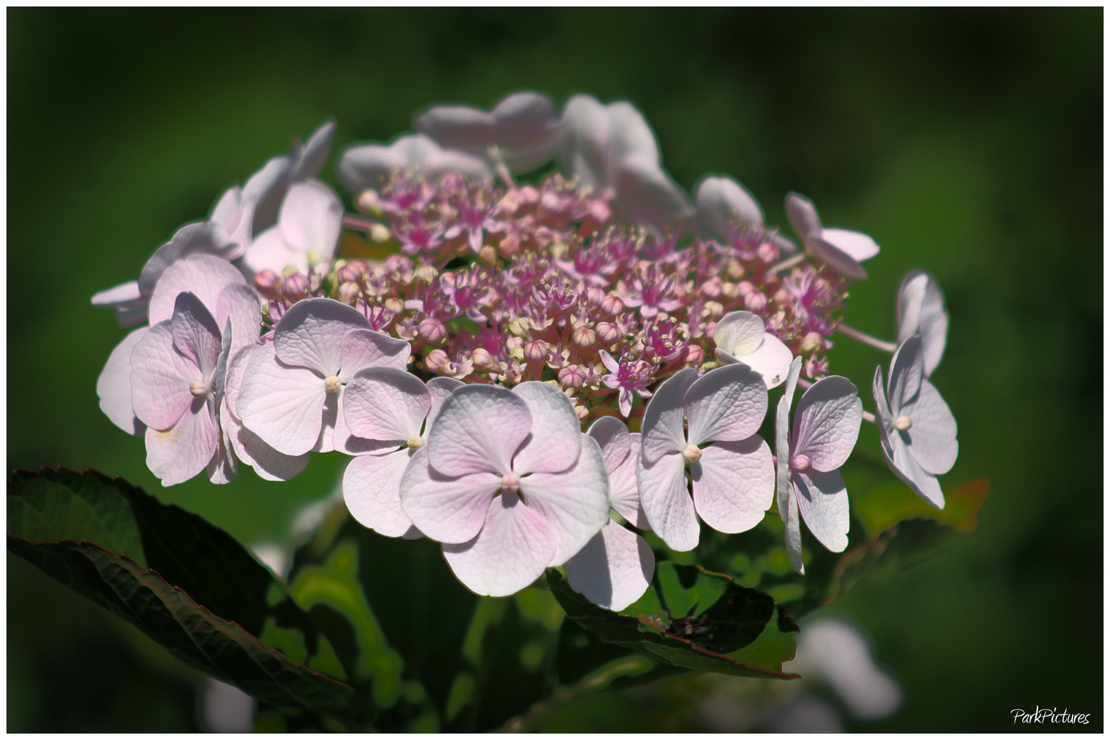 Unbekannte Blüte...