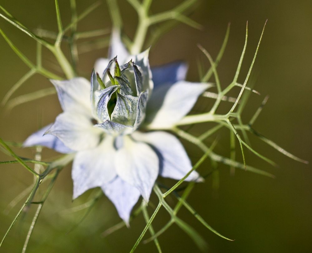 Unbekannte Blüte