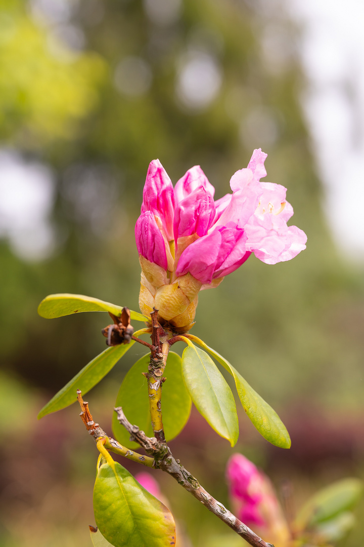 Unbekannte Blüte !