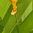 Unbekannte Blüte aus dem Mekong Delta