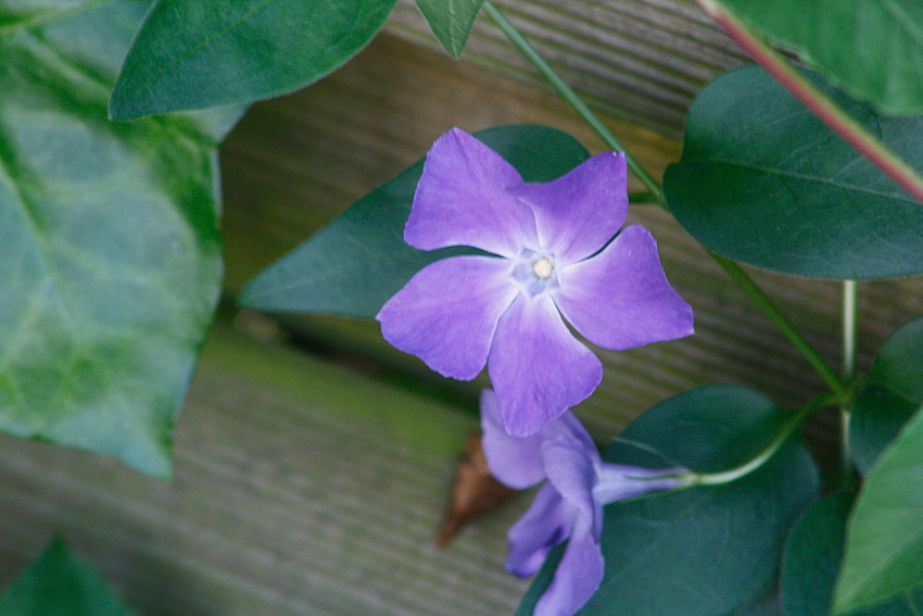 Unbekannte Blüte...