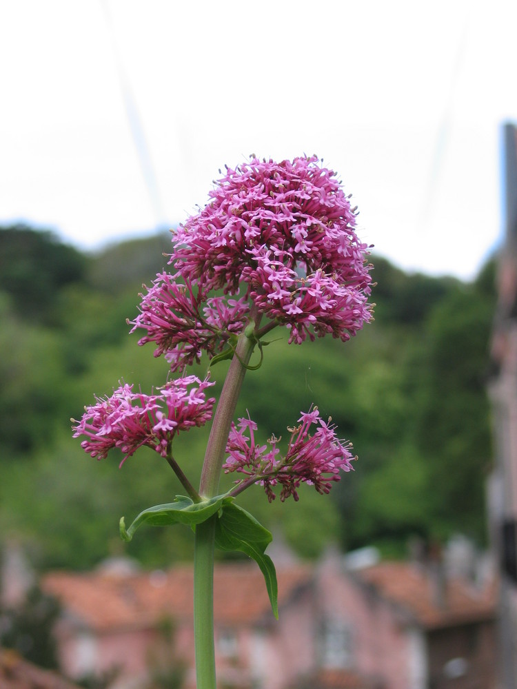 unbekannte Blüte