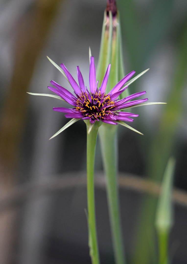 unbekannte Blüte