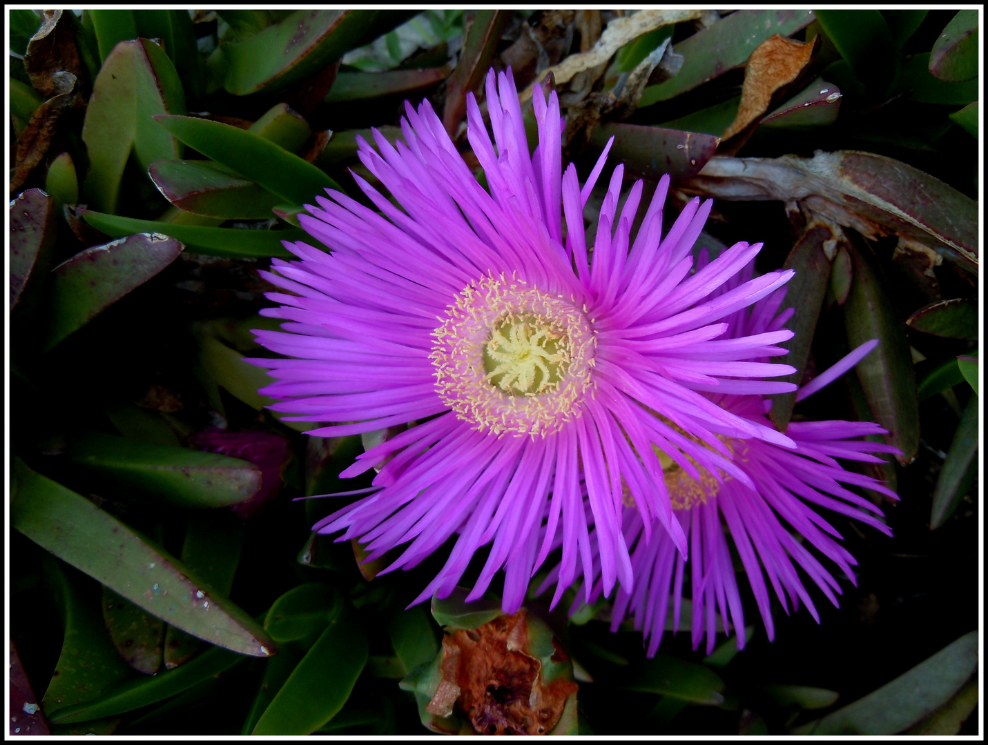 unbekannte Blüte