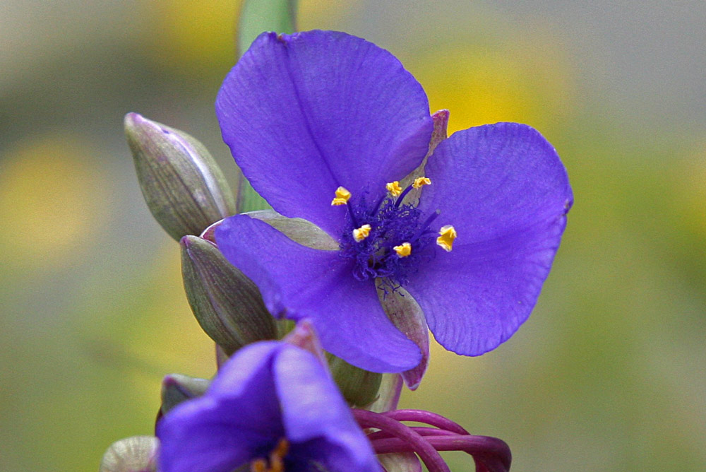 UNBEKANNTE BLÜTE