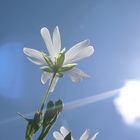 unbekannte Blüte gegen die Sonne photografiert