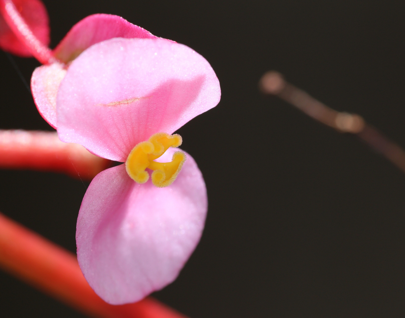 Unbekannte Blüte im Jardín Botánico