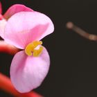 Unbekannte Blüte im Jardín Botánico