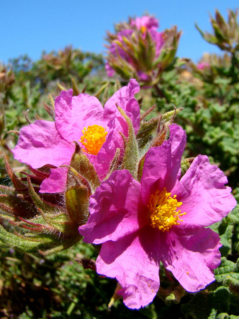 unbekannte Blüte in Portugal