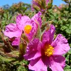 unbekannte Blüte in Portugal