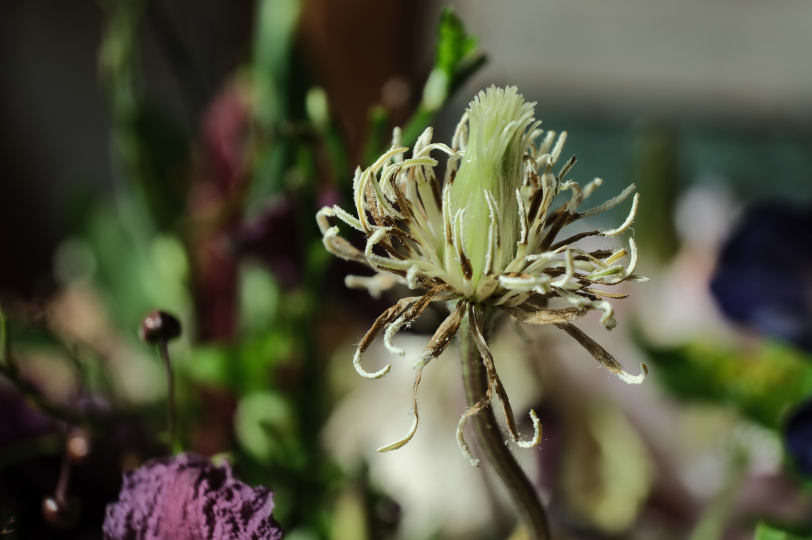 Unbekannte Blüte mit Zeichen der Zeit