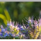 Unbekannte Blüte - Rainfarn Phazelie