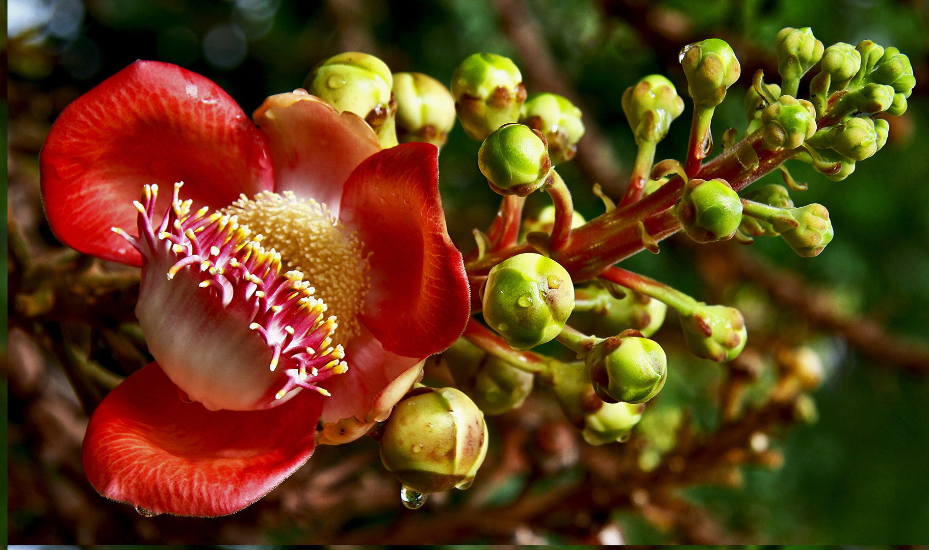 Unbekannte Blüte...(2)