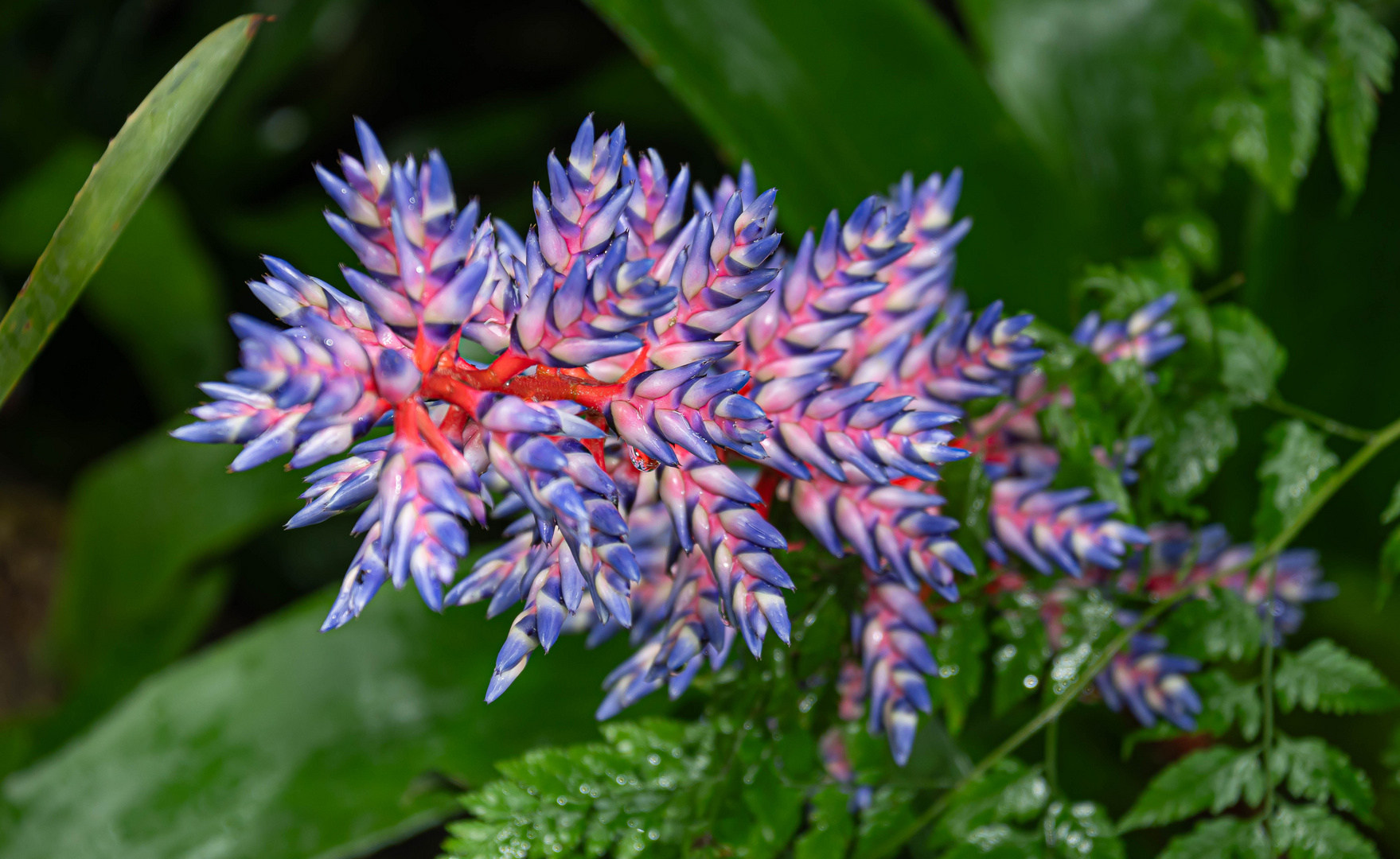 UNBEKANNTE BLÜTEN