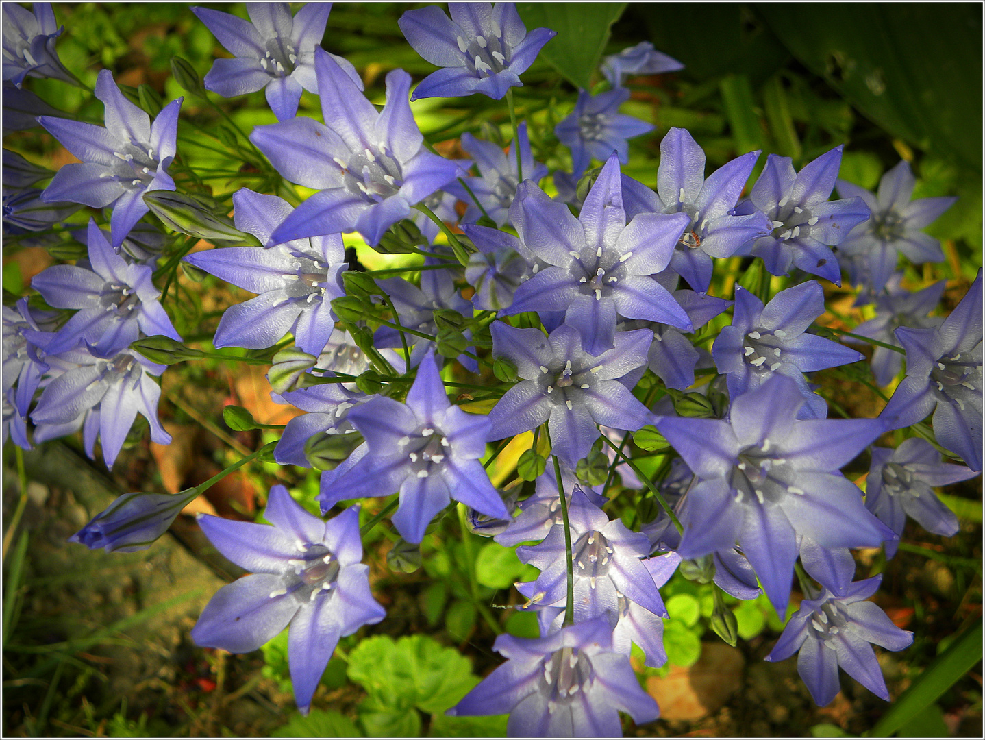 Unbekannte Blüten in meinem Garten, jetzt bekannt !