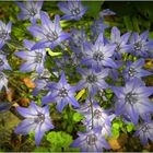 Unbekannte Blüten in meinem Garten, jetzt bekannt !