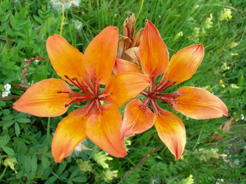 Unbekannte Blüten in Südtirol