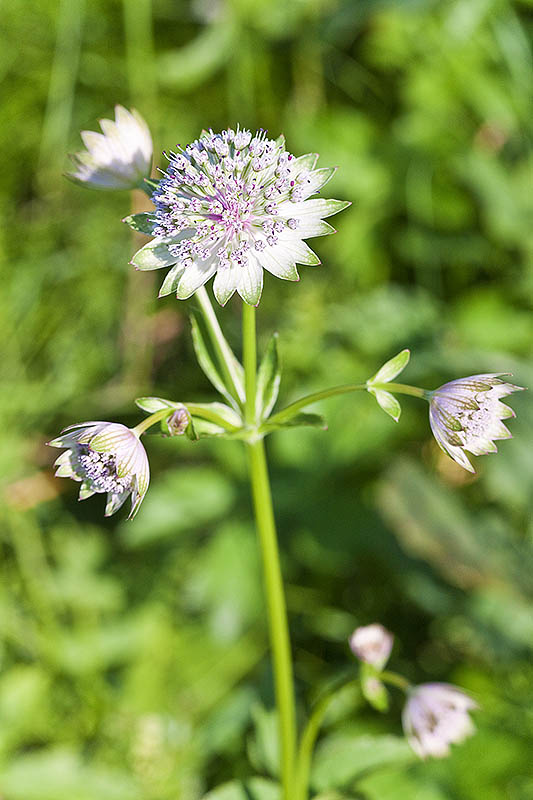 Unbekannte Blume am Waldrand über dem Salzachtal nahe Salzburg