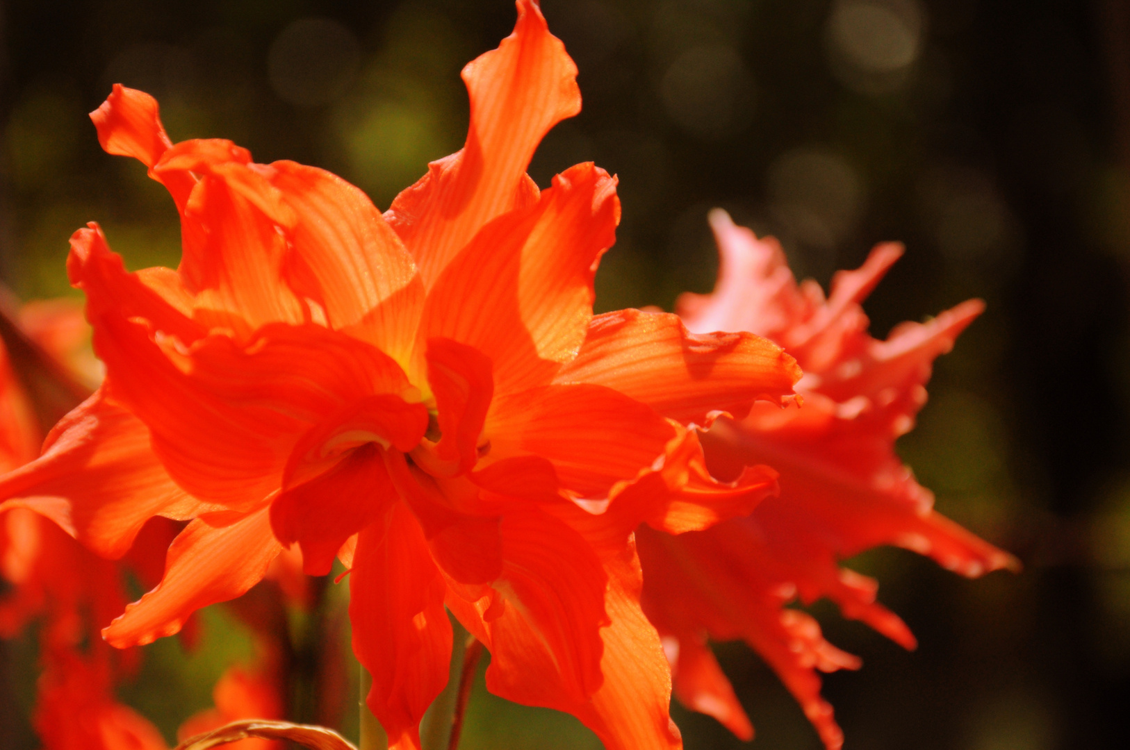 Unbekannte Blume auf Kuba