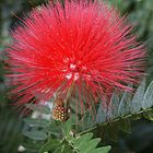 Unbekannte Blume aus Kenia