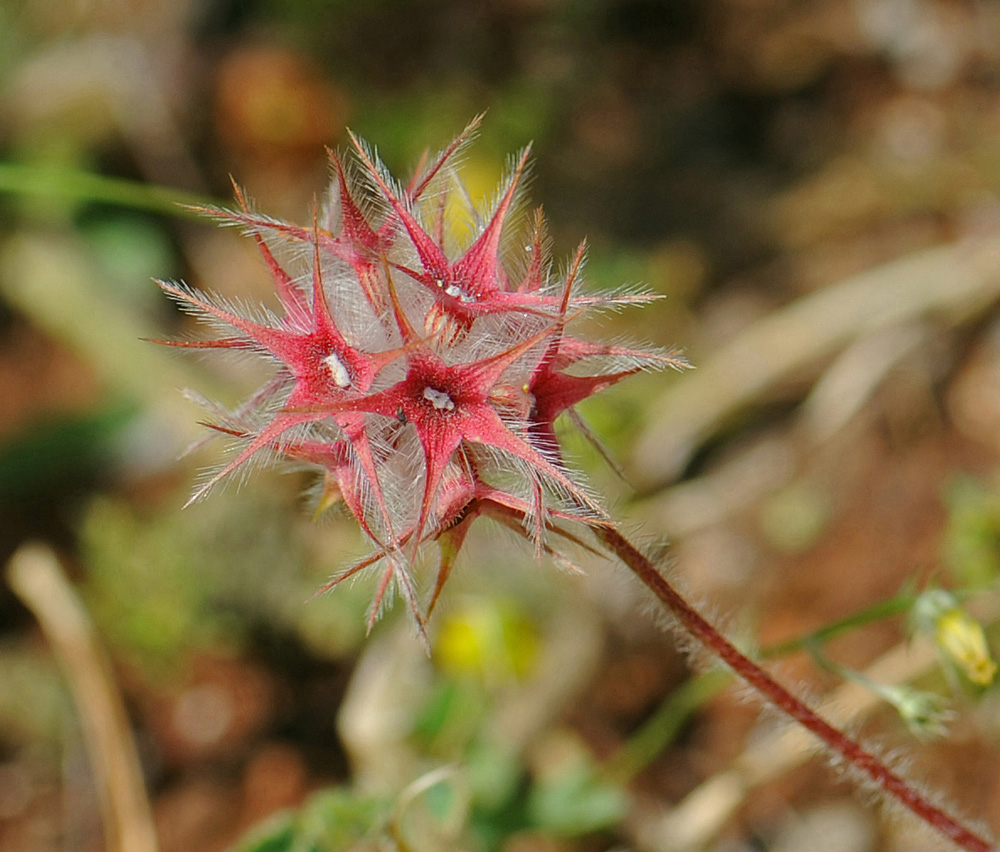 Unbekannte Blume