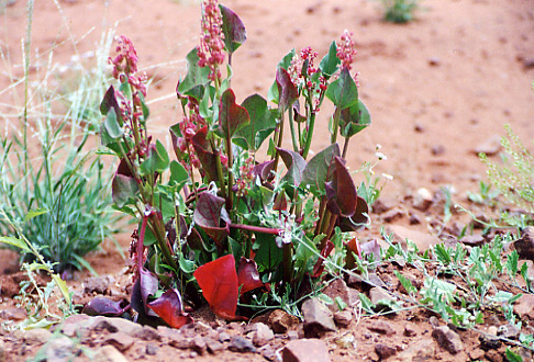 Unbekannte Blume. Diese Blume habe ich an der Tanami Roud in Australien gesehen, Oktober 2001