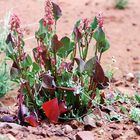 Unbekannte Blume. Diese Blume habe ich an der Tanami Roud in Australien gesehen, Oktober 2001