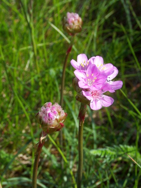 Unbekannte Blume (Grasnelke)