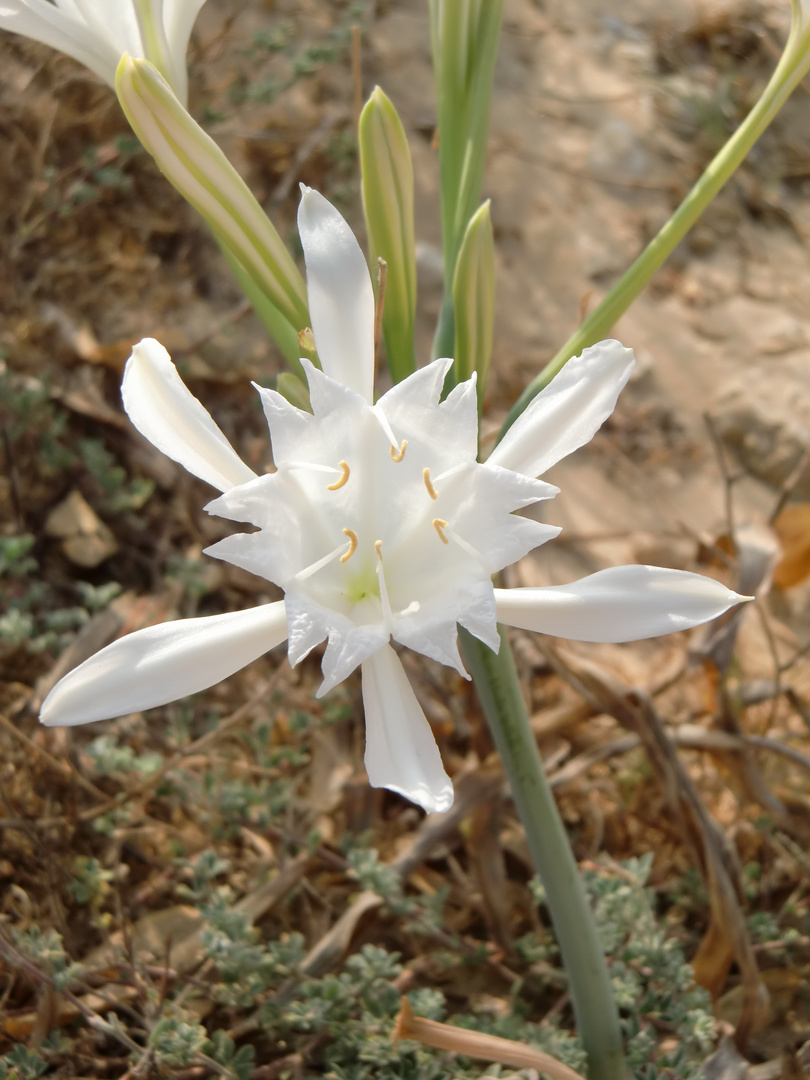 Unbekannte Blume im Sand