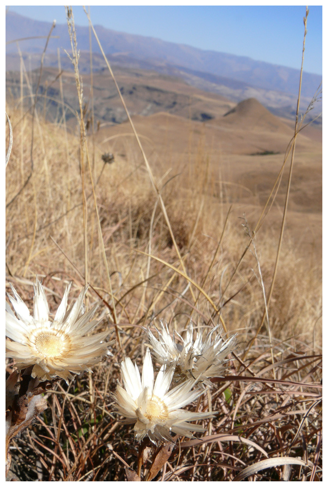 Unbekannte Blumen auf dem Drakensberg, Südafrika