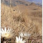 Unbekannte Blumen auf dem Drakensberg, Südafrika