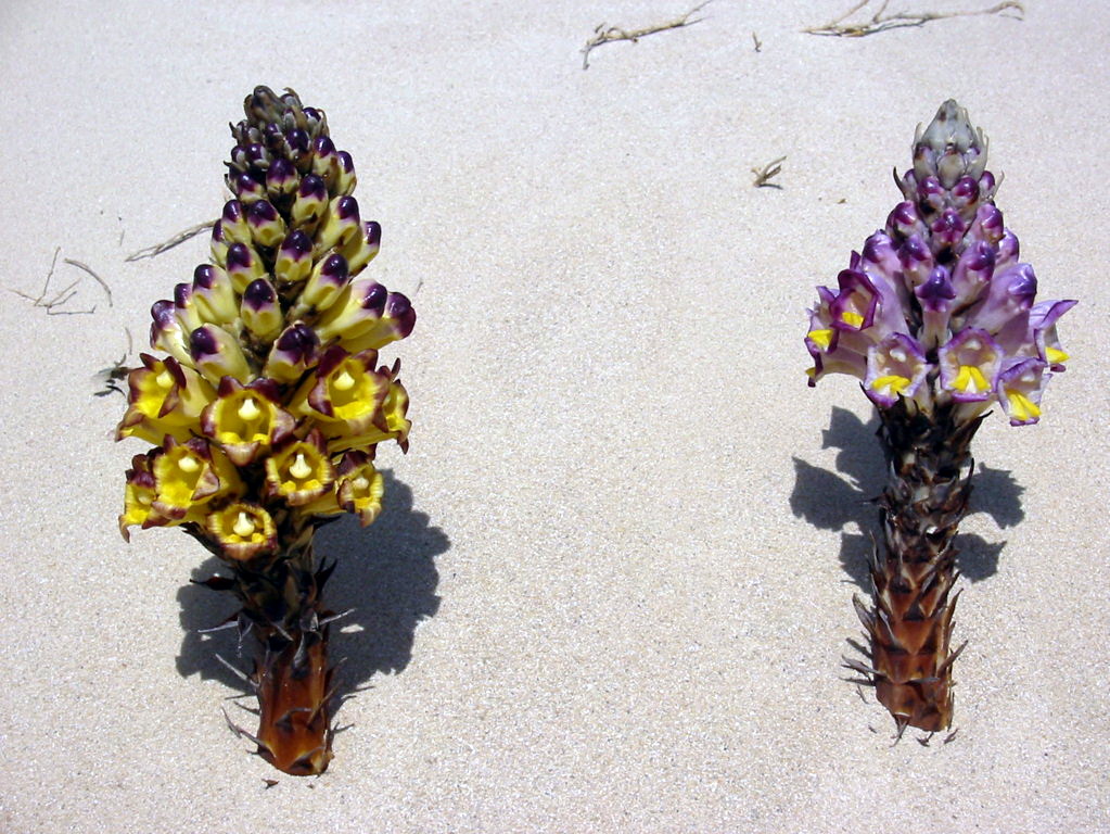 Unbekannte Blumen erobern die Wüste